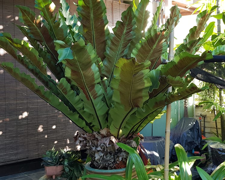 No plans to remove bird’s nest ferns from Singapore’s streetscape: NParks, NEA