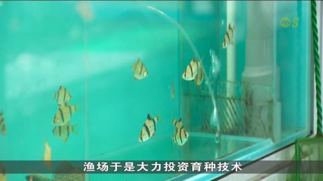 本地观赏鱼行业采纳新科技 降低成本和改善养殖质量
