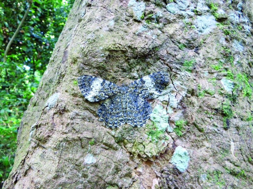 Why nature is catching on as “the thing to do” these days