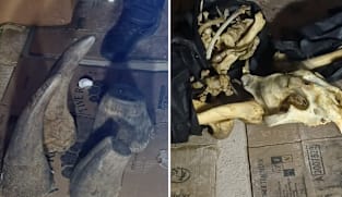 Joint operation by Singapore and South Africa leads to seizure of 55kg of rhino horns in Johannesburg