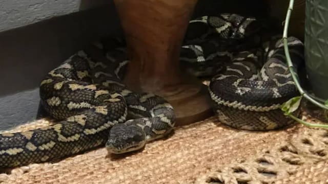  澳洲女子睡梦惊醒 发现自己被2.5米长巨蟒压身 