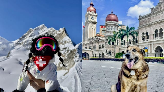  携宠旅行悄然兴起   毛孩也能搭飞机自驾游  