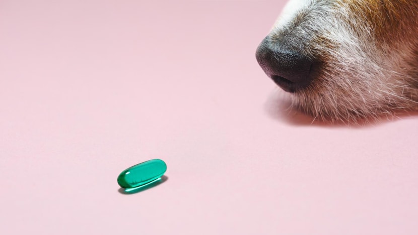 Pets in Singapore are being given psychiatric meds. Vets say the pros can outweigh the cons Pets in Singapore are being given psychiatric meds. Vets say the pros can outweigh the cons
