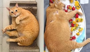 Toa Payoh cat abuse: Man remanded after allegedly abusing sixth cat by slamming it against wall