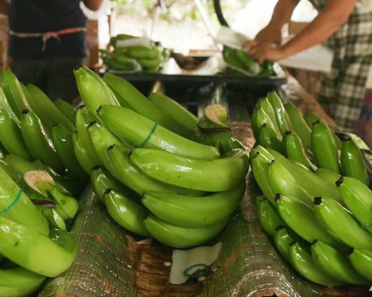 The banana money trail: Prices rising in Singapore, but farmers not gaining