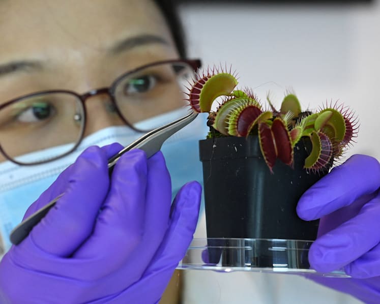 Rise of the 'robo-plants', as scientists fuse nature with tech