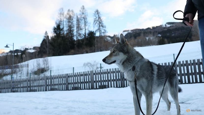 Owners recount panic after Nazgul gatecrashes race on doggy day out