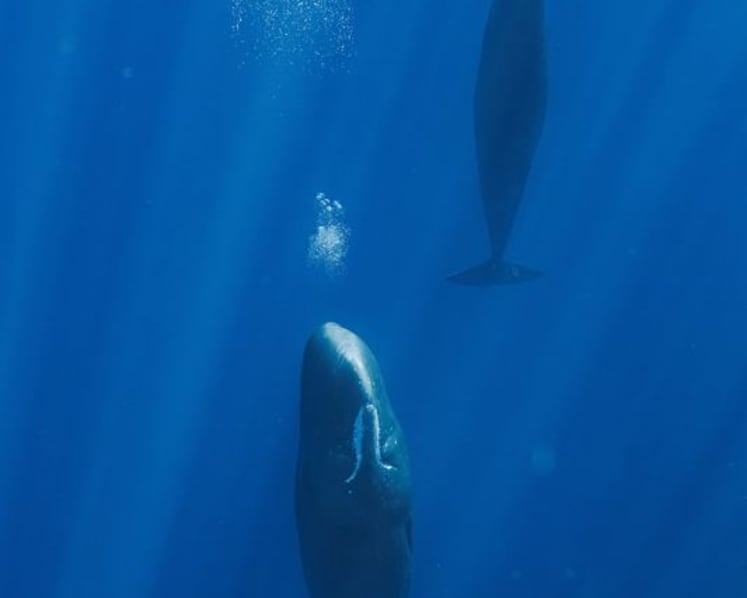 Blowing bubbles helps resting sperm whales avoid floating to the surface