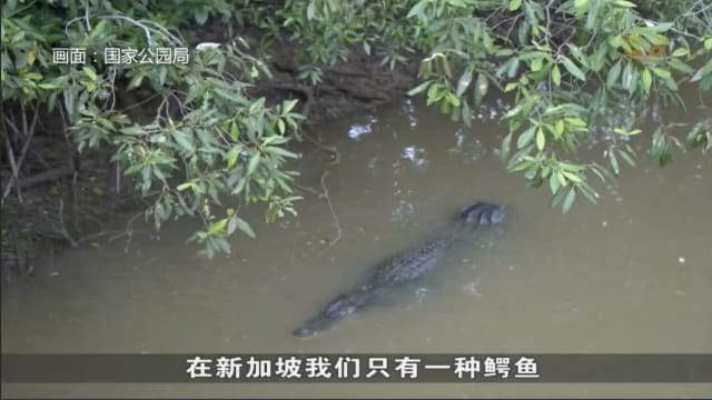 早前发现有鳄鱼出没后关闭 科尼岛海滩确保安全后已重开
