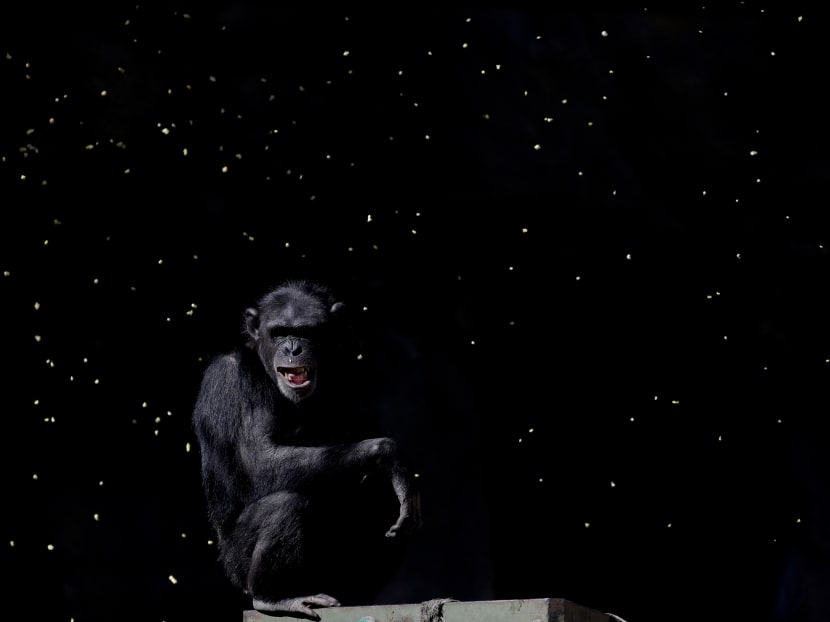 Animals still stuck in cages a year after zoo closure