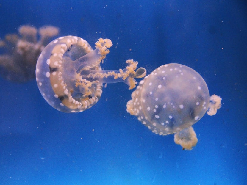 More than 500 babies born at S.E.A. Aquarium since last October More than 500 babies born at S.E.A. Aquarium since last October