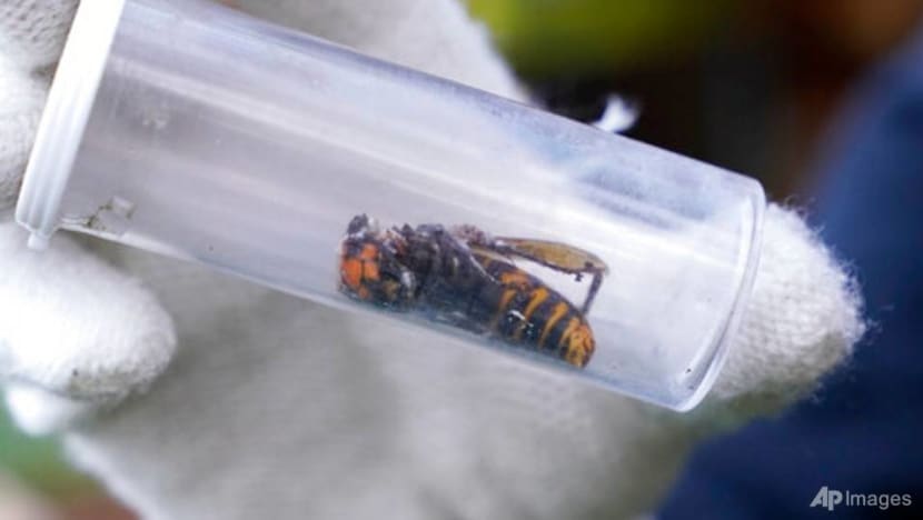 Dead 'murder hornet' near Seattle is 1st found in US in 2021