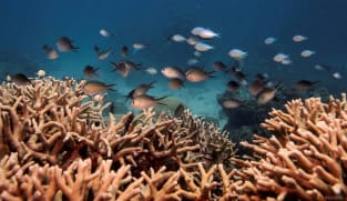 Southwest Pacific hit by unprecedented marine heatwaves in 2024, UN says