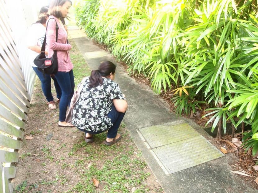 Dead felines at Pasir Ris Park spark concerns of serial cat killer