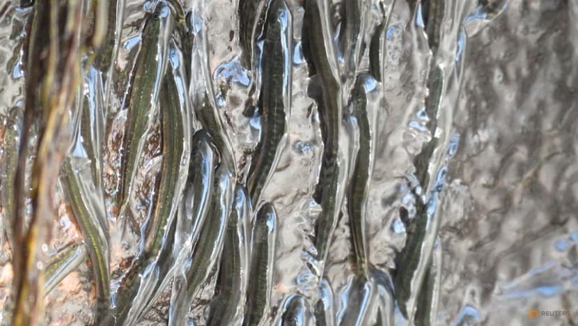 Thousands of small fish defy gravity to climb Congo waterfall