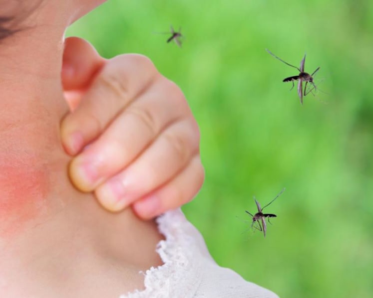 FAQ: Can you get dengue a second time? What you need to know about the disease amid rapidly rising cases