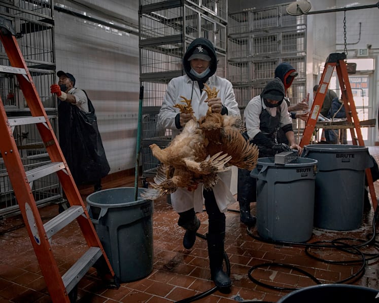 Bird flu outbreaks in mammals double, raising human risk: Report