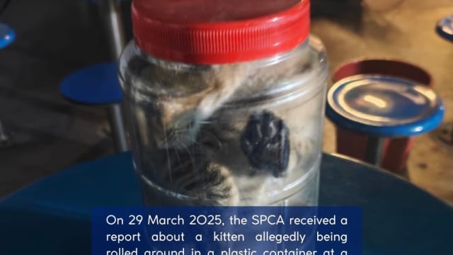 大士工地员工被指虐猫 塞入塑料容器反复滚动