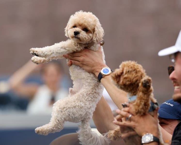 Players find comfort and companionship with canines on tour