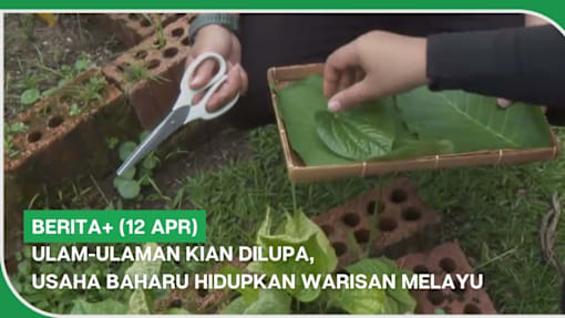 BERITA+ (12 Apr) | Ulam-ulaman kian dilupa, usaha baharu hidupkan warisan MelayU