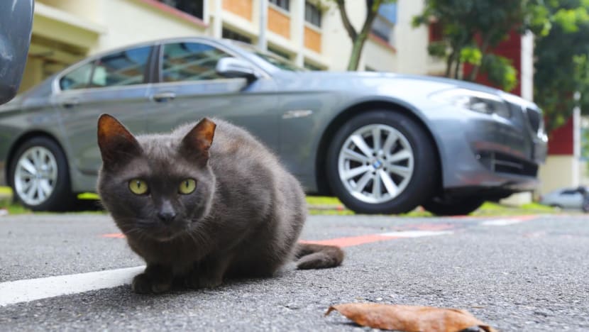 Man accused of abusing 5 cats, including throwing them down from HDB blocks and killing them Man accused of abusing 5 cats, including throwing them down from HDB blocks and killing them