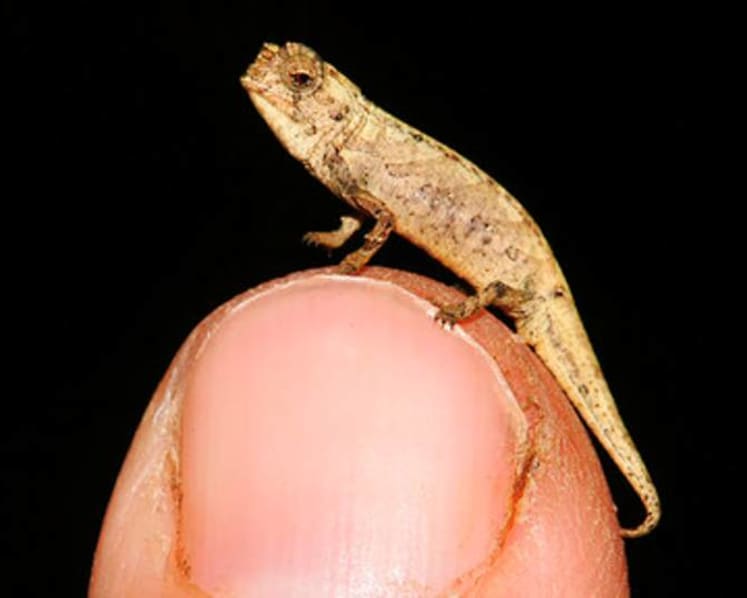 Tiny 13.5mm-long chameleon a contender for title of smallest reptile