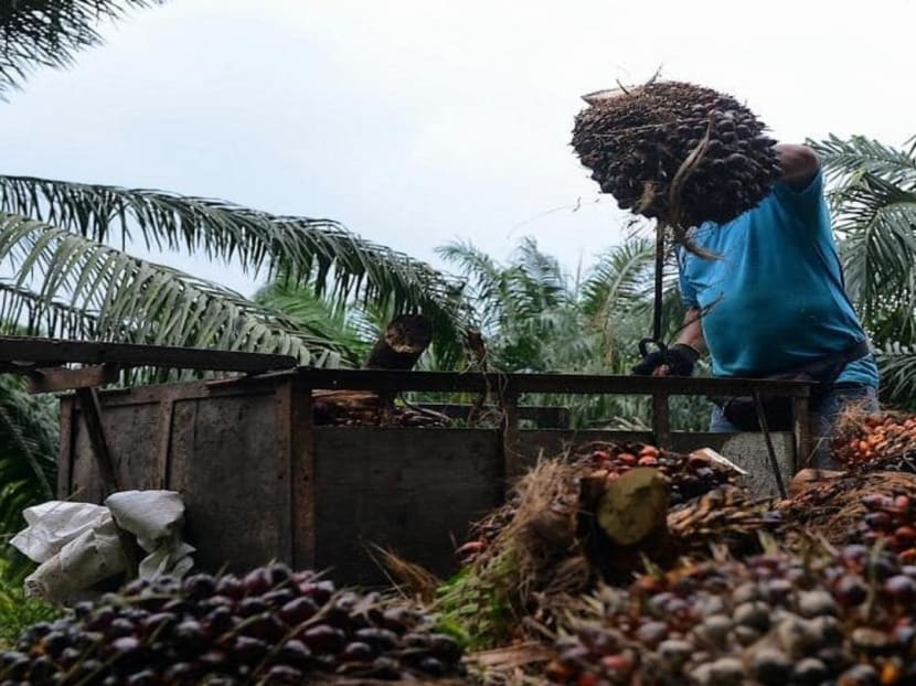 Malaysia looks to meet global palm oil demand after Indonesia's export ban, but labour shortage an issue 