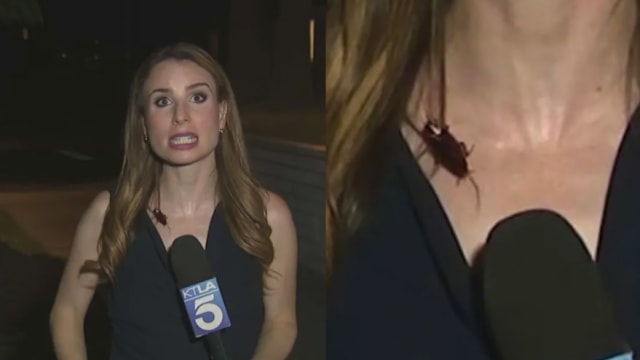 直播时蟑螂飞上身 美国女记者淡定播报获赞