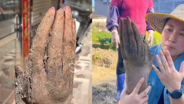 酷似人手 奇形山药被出价近1500元求购遭拒