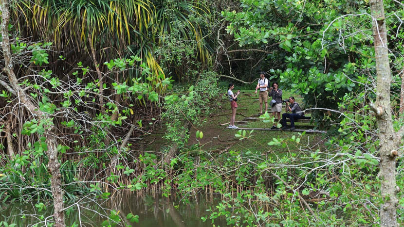 Plan unveiled to 'shepherd' wildlife from Pasir Ris BTO project; nature lovers worry birds will be disoriented, move away