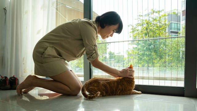 猫狗执照和管制规定实施一年 当局接获61起宠物坠楼案