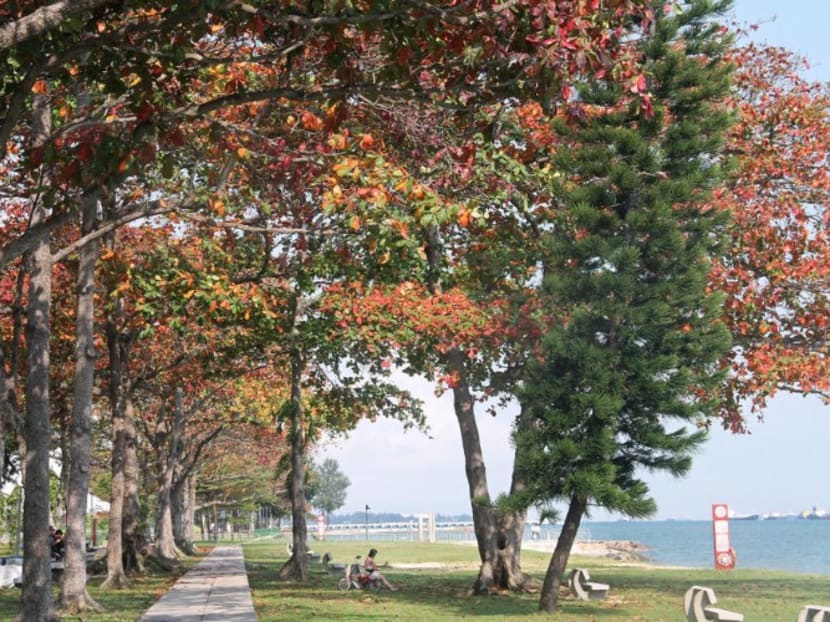 Move to plant 1 million trees over next decade laudable, but how about those that were cleared in the first place?