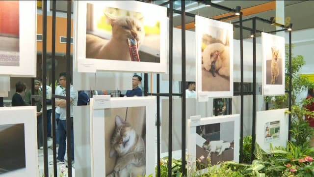 动物与兽医事务组展开系列活动 鼓励低收入家庭为宠物猫植入微晶片