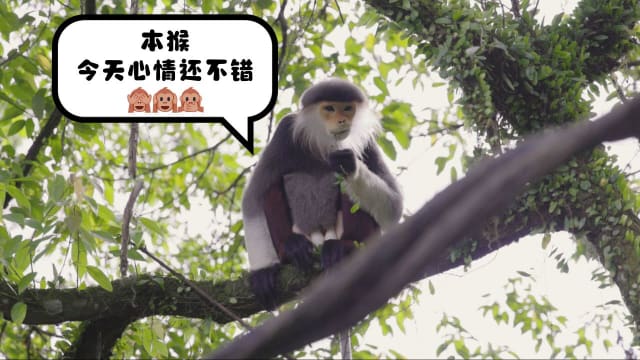 前线追踪 | 尊重动物“表演意愿” 本地生态园：了解它才会关心它