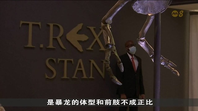暴龙前肢为何如此细小？ 最新古生物研究揭示原因