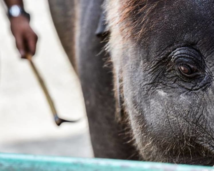 Beasts of burden: Hooks, chains and pain - How Thailand's elephants have become symbols of despair