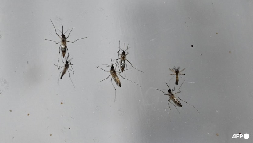 Wolbachia mosquitoes to be released at 4 more sites, including Bedok and Marsiling, to curb dengue