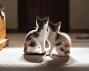 About 40 cat fosterers approved under new pilot scheme as rescuers weigh benefits, restrictions