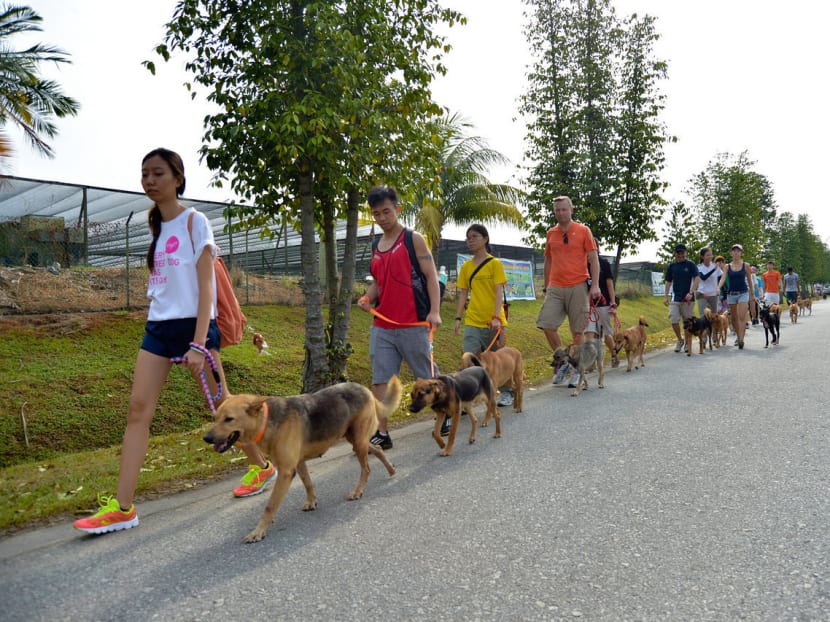 Finding homes for dogs Finding homes for dogs