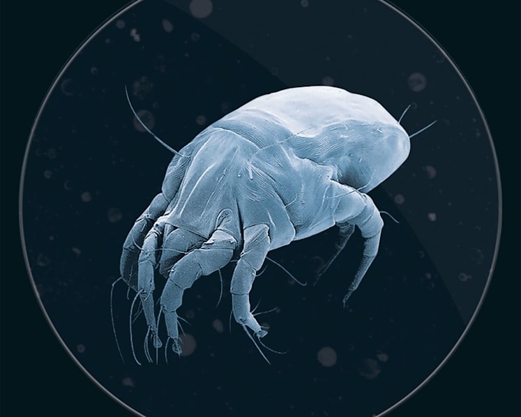 House dust mites go to mattresses in droves: Study