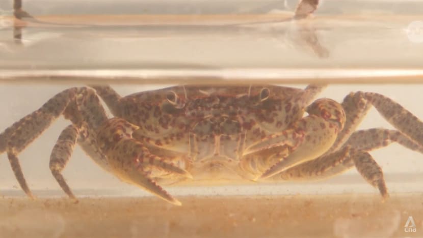 Made in Singapore: Endangered crab species found only in Nee Soon Swamp Forest successfully bred in captivity