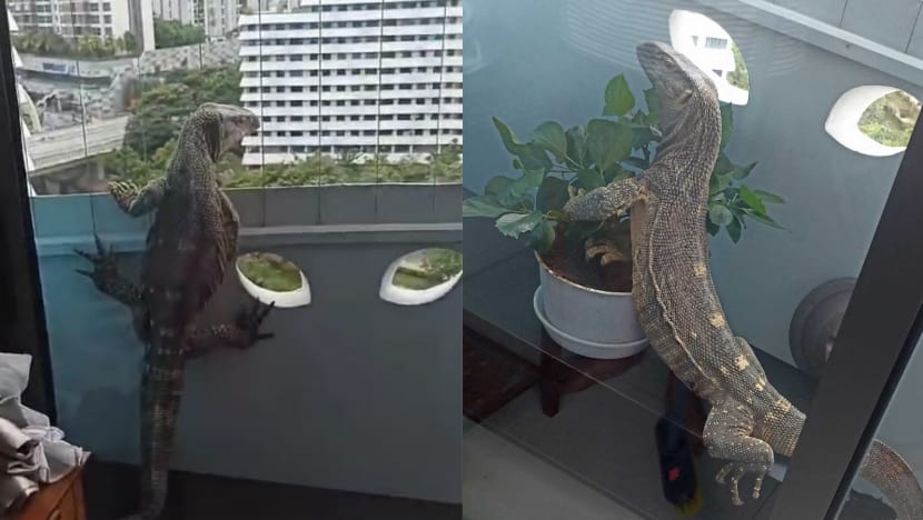 Monitor lizard that wandered into Punggol flat not native to Singapore; NParks investigating Monitor lizard that wandered into Punggol flat not native to Singapore; NParks investigating