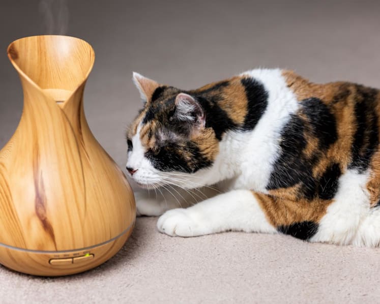 These common items at home could be dangerous to your pet cat: Scented candles, bleach, plants and more