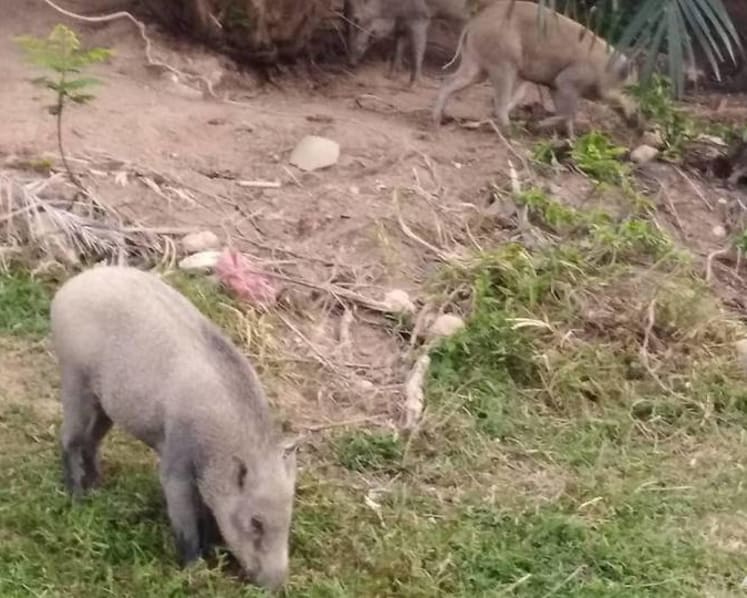 Wild boar sightings in Punggol not uncommon but rarely a problem: Residents 