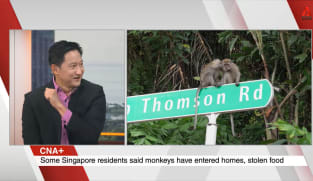 What's Coming Up - Talking Point On Wild Neighbours In Our Midst: The Monkeys