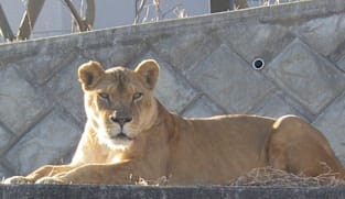 Three lions die of suspected heatstroke at Japan zoo