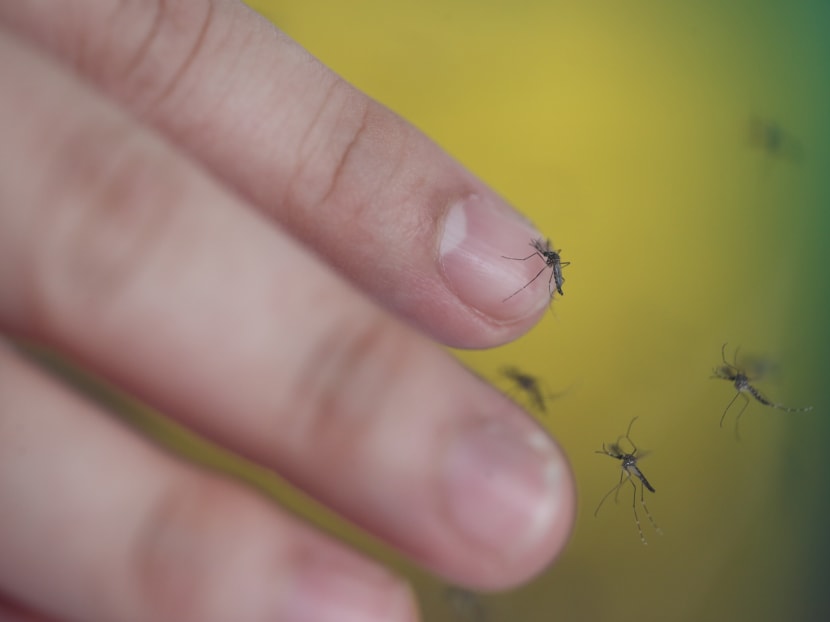 Male Aedes mosquitoes resting on a finger. Only the female species of the Aedes mosquito bites as it requires the protein in blood to develop its eggs. Photo: Don Wong/TODAY Male Aedes mosquitoes resting on a finger. Only the female species of the Aedes mosquito bites as it requires the protein in blood to develop its eggs. Photo: Don Wong/TODAY