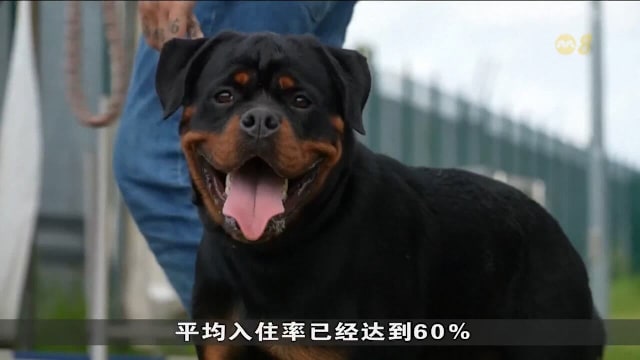 罗马机场开设首家宠物狗豪华酒店 主人出行更安心