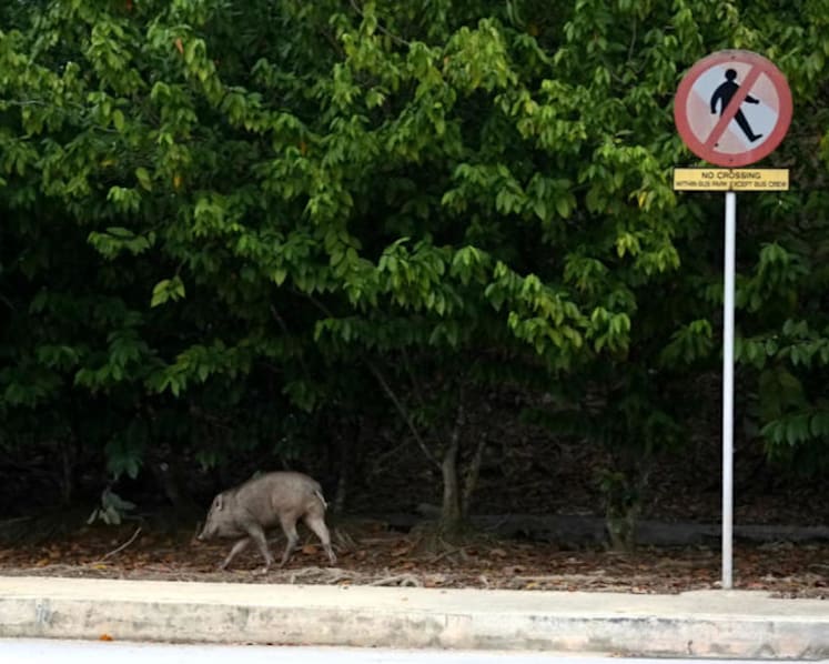 Tougher measures to protect Singapore’s wildlife passed in Parliament