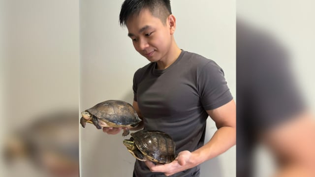 努力逾12年 本地男子培育出濒危马来闭壳龟